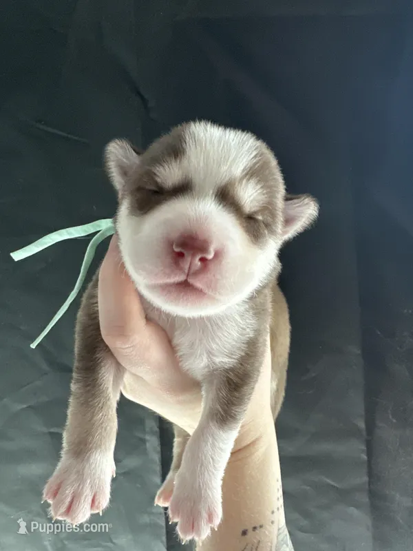 Scout – Siberian Husky, Pomsky puppy for sale in Lutz, FL