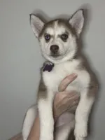 Clementine, a female Siberian Husky and Pomsky for sale in Lutz, FL – 3 of 10