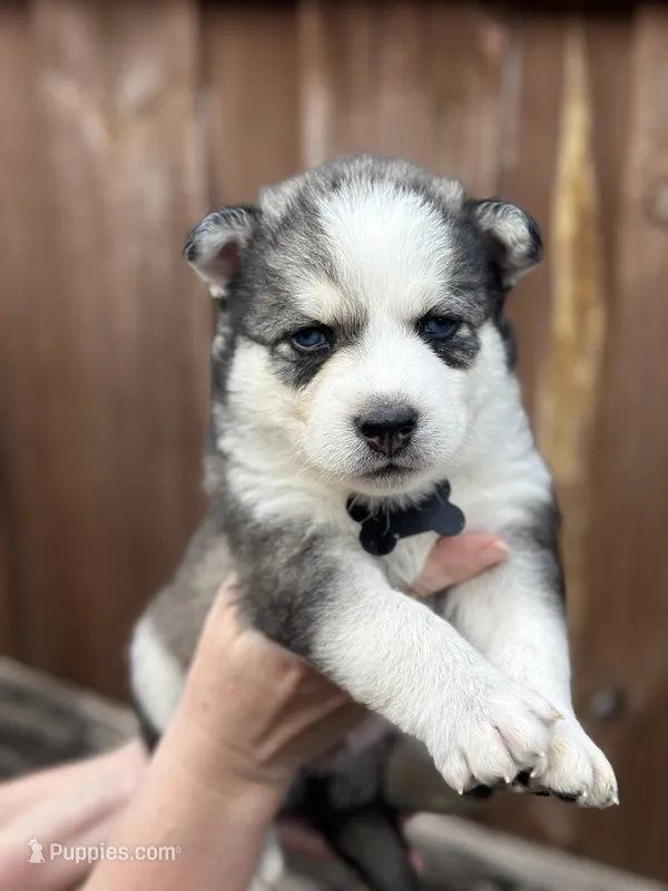 Aspen – Siberian Husky, Pomsky puppy for sale in Lutz, FL