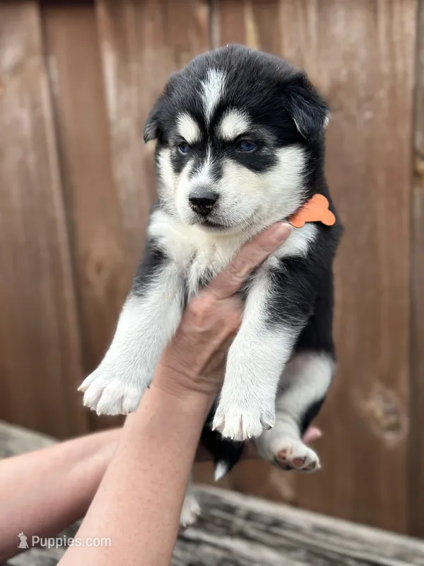 Brook – Siberian Husky, Pomsky puppy for sale in Lutz, FL