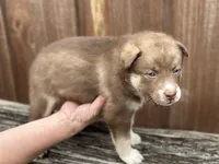 Sage, a female Siberian Husky and Pomsky for sale in Lutz, FL – 6 of 8