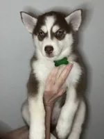 Scout, a male Siberian Husky and Pomsky for sale in Lutz, FL – 2 of 6