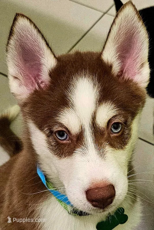 Scout – Siberian Husky, Pomsky puppy for sale in Lutz, FL