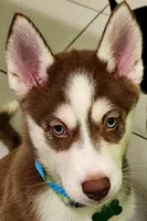 Scout, a male Siberian Husky and Pomsky for sale in Lutz, FL – 4 of 4