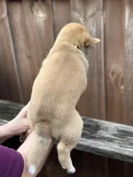Ravioli, a male Shiba Inu for sale in Lutz, FL – 6 of 8