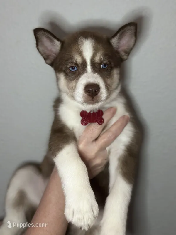 Juniper – Siberian Husky, Pomsky puppy for sale in Lutz, FL