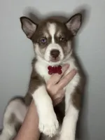 Juniper, a female Siberian Husky and Pomsky for sale in Lutz, FL – 1 of 7