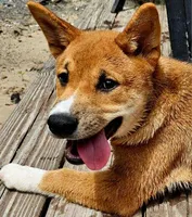 Meatball, a male Shiba Inu for sale in Lutz, FL – 2 of 5