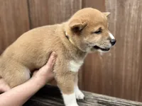 Ravioli, a male Shiba Inu for sale in Lutz, FL – 2 of 8