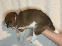 Tiramisu, a female Shiba Inu for sale in Lutz, FL – Photo 4 of 4