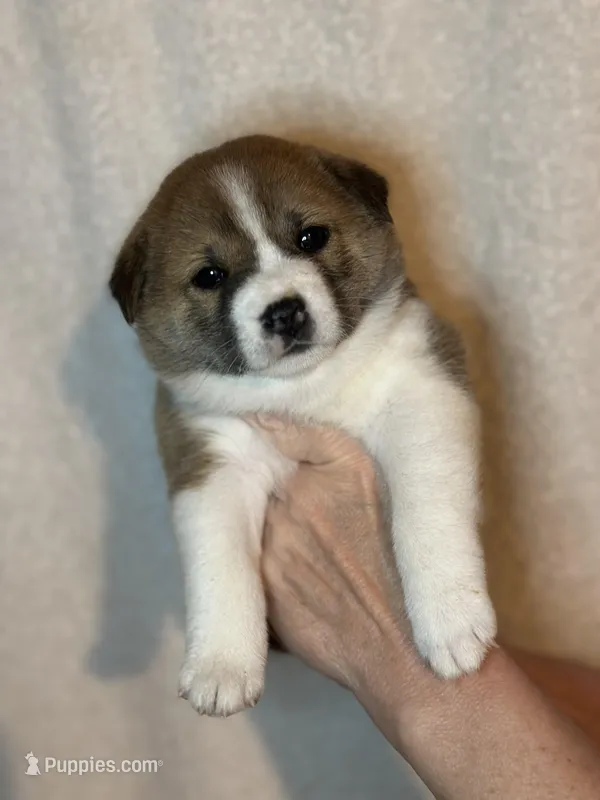 Tiramisu – Shiba Inu puppy for sale in Lutz, FL