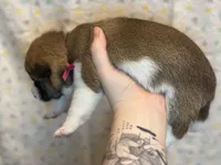 Tiramisu, a female Shiba Inu for sale in Lutz, FL – Photo 3 of 8