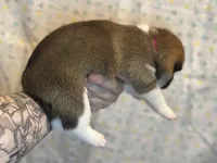 Tiramisu, a female Shiba Inu for sale in Lutz, FL – Photo 8 of 8