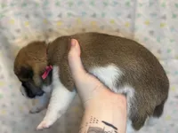 Tiramisu, a female Shiba Inu for sale in Lutz, FL – Photo 7 of 8