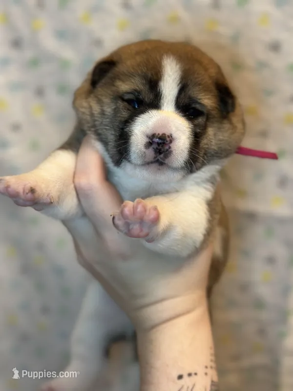 Tiramisu – Shiba Inu puppy for sale in Lutz, FL