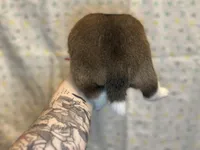 Tiramisu, a female Shiba Inu for sale in Lutz, FL – Photo 4 of 8