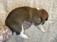 Tiramisu, a female Shiba Inu for sale in Lutz, FL – Photo 5 of 8