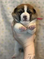 Tiramisu, a female Shiba Inu for sale in Lutz, FL – Photo 2 of 8