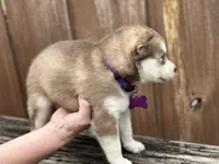 Clementine, a female Siberian Husky and Pomsky for sale in Lutz, FL – 7 of 10