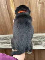 Brook, a male Siberian Husky and Pomsky for sale in Lutz, FL – 8 of 8
