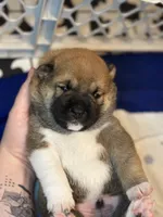 Calzone, a male Shiba Inu for sale in Lutz, FL – Photo 7 of 7
