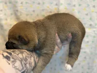 Calzone, a male Shiba Inu for sale in Lutz, FL – Photo 4 of 7