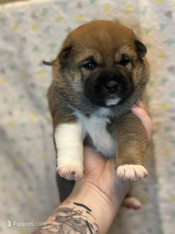 Calzone – Shiba Inu puppy for sale in Lutz, FL
