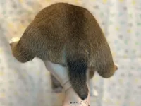 Calzone, a male Shiba Inu for sale in Lutz, FL – Photo 3 of 7