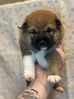 Calzone, a male Shiba Inu for sale in Lutz, FL – Photo 2 of 7