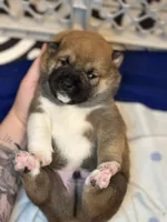 Calzone, a male Shiba Inu for sale in Lutz, FL – Photo 5 of 7