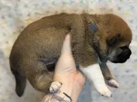 Calzone, a male Shiba Inu for sale in Lutz, FL – Photo 6 of 7