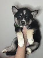 Flint, a male Siberian Husky and Pomsky for sale in Lutz, FL – 3 of 8