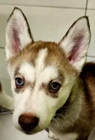 Clementine, a female Siberian Husky and Pomsky for sale in Lutz, FL – 2 of 9