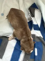 Clementine, a female Siberian Husky and Pomsky for sale in Lutz, FL – Photo 3 of 3