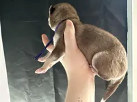 Clementine, a female Siberian Husky and Pomsky for sale in Lutz, FL – Photo 2 of 3