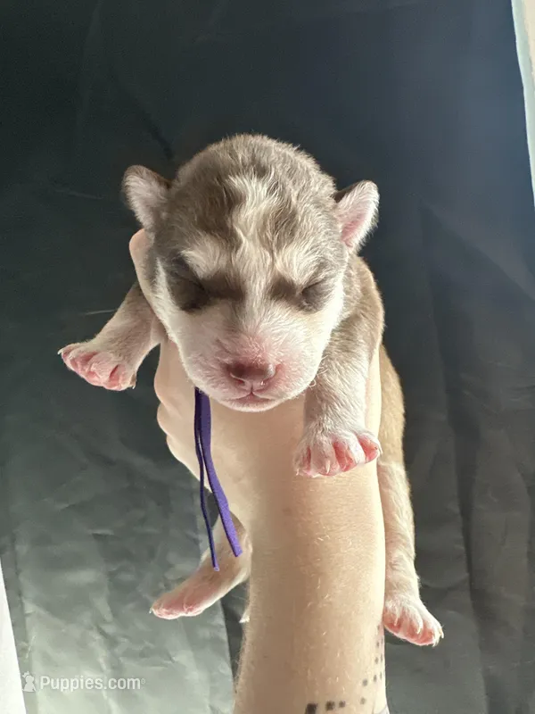 Clementine – Siberian Husky, Pomsky puppy for sale in Lutz, FL