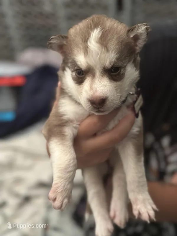 Clementine – Siberian Husky, Pomsky puppy for sale in Lutz, FL