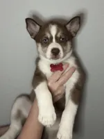 Juniper, a female Siberian Husky and Pomsky for sale in Lutz, FL – 2 of 7
