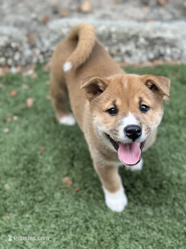 Meatball – Shiba Inu puppy for sale in Lutz, FL