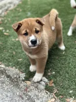 Meatball, a male Shiba Inu for sale in Lutz, FL – 6 of 8