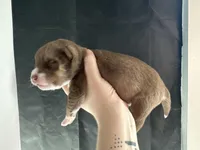 Sage, a female Siberian Husky and Pomsky for sale in Lutz, FL – Photo 2 of 3