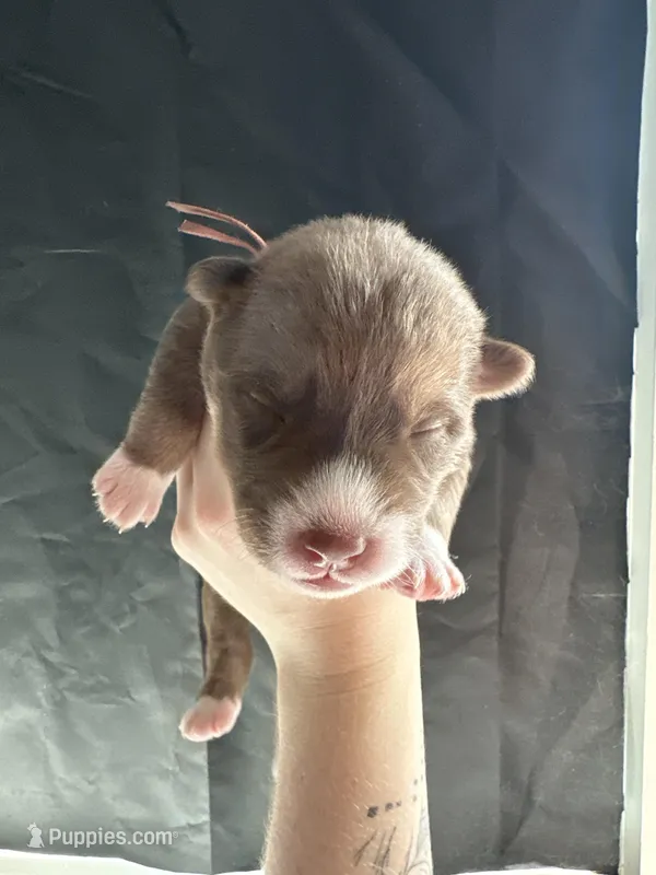 Sage – Siberian Husky, Pomsky puppy for sale in Lutz, FL