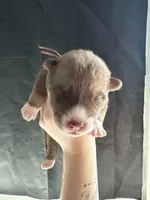 Sage, a female Siberian Husky and Pomsky for sale in Lutz, FL – Photo 1 of 3