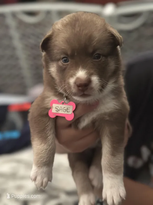 Sage – Siberian Husky, Pomsky puppy for sale in Lutz, FL