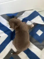 Sage, a female Siberian Husky and Pomsky for sale in Lutz, FL – Photo 3 of 3