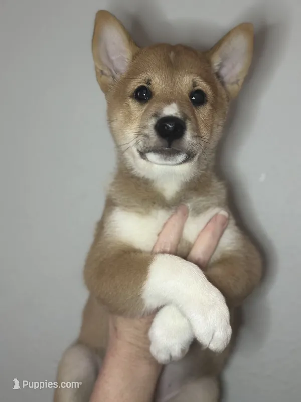 Ravioli – Shiba Inu puppy for sale in Lutz, FL