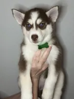Scout, a male Siberian Husky and Pomsky for sale in Lutz, FL – 3 of 6