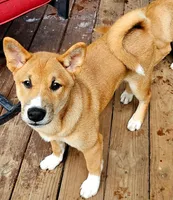 Meatball, a male Shiba Inu for sale in Lutz, FL – 2 of 9