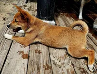 Meatball, a male Shiba Inu for sale in Lutz, FL – 5 of 5