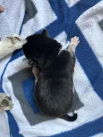 Hemlock, a male Siberian Husky and Pomsky for sale in Lutz, FL – Photo 3 of 3